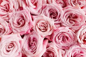 Read more about the article Wybór kwiatów na dzień dziewczyny – jak wyrazić uczucia i sprawić radość