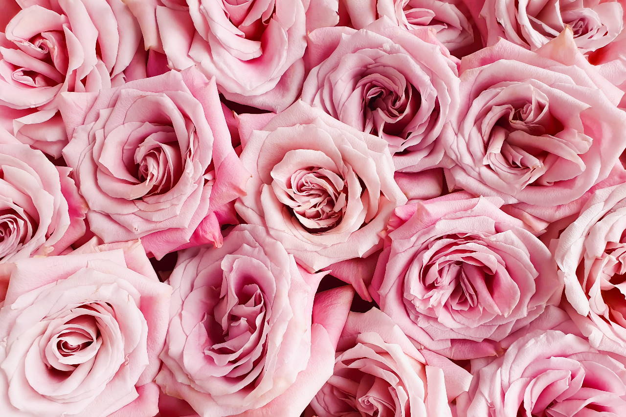 You are currently viewing Wybór kwiatów na dzień dziewczyny – jak wyrazić uczucia i sprawić radość