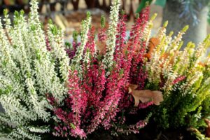 Read more about the article Najpiękniejsze kwiaty na początek jesieni – ciesz się barwami natury z Kwiaciarnią Bielsko