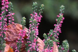 Read more about the article Jesienne kwiaty i dekoracje z Kwiaciarnią Bielsko