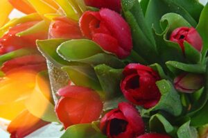 Read more about the article Kwiaty na Dzień Kobiet – jakie wybrać, by sprawić radość?