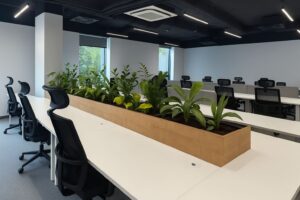 Read more about the article Kwiaty w biurze – elegancja, świeżość i harmonia każdego dnia